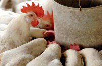 Американцы пожаловались в ВТО на Китай из-за курятины