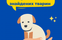 В Украине создали приложение для поиска пропавших животных