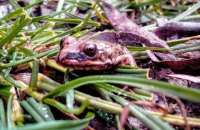 Через теплу погоду в Одеській області жаби досі не впали в сплячку
