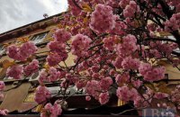В Ужгороді цвітуть сакури 