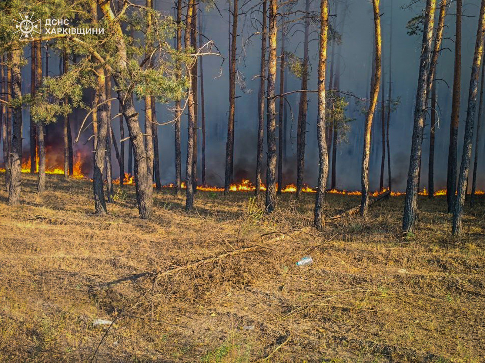 Лісові пожежі на Харківщині