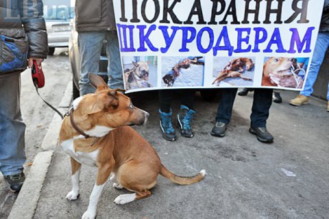 У Київській області судитимуть чоловіка, який викинув з вікна собаку на очах у доньки