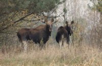 Лисиці, лосі й кабани. Чому дикі тварини йдуть до столиці і що з цим робити?
