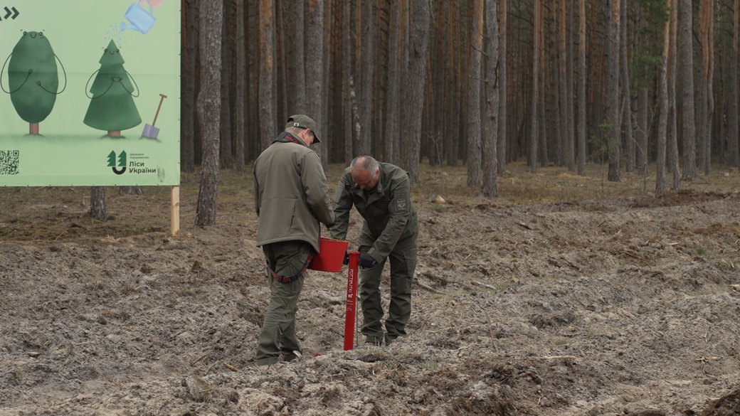 Висадка сіянців.