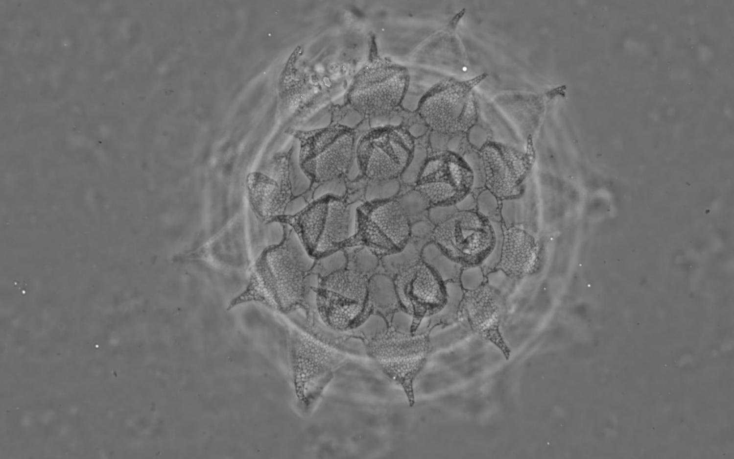 Яйце тихохода роду <i>Масrobiotius</i>