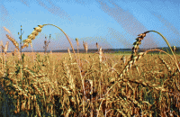 Вьетнам решил возобновить импорт пшеницы из Украины