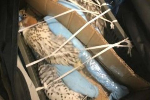 В аэропорту "Борисполь" в чемодане украинца обнаружили трех соколов