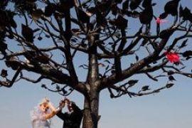 В Киеве "посадили" Дерево Счастья для молодоженов