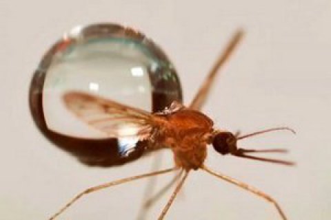 Мухи и комары не переносят коронавирус, - Минздрав