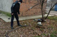 На Сумщині жінка знайшла на вулиці триметрового пітона