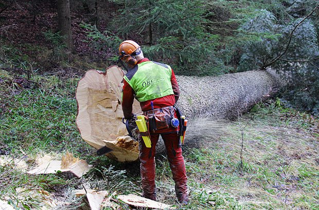 Працівник Österreichische Bundesforste спилює дерево