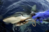Российские рыбаки выловили двухметровую акулу