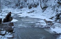 «Вічник»: закарпатська нескінченність