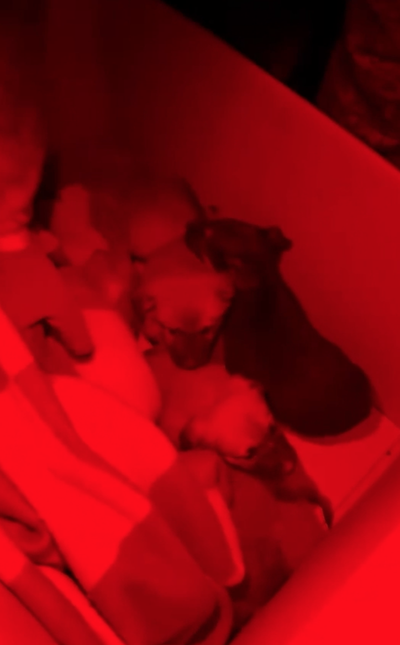 Цуценята, евакуація