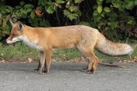 В Миргороде ввели карантин из-за бешеной лисы