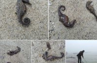 ​На узбережжі Одеси зафіксували масовий викид загиблих морських коників