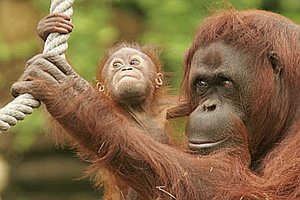 Индонезийские орангутаны посмотрят фильм о себе