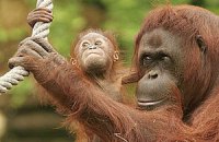 Индонезийские орангутаны посмотрят фильм о себе