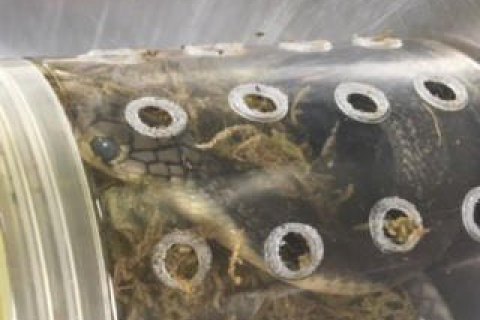 В аэропорту Нью-Йорка таможенники обнаружили коробку с пятью живыми королевскими кобрами 