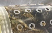 В аеропорту Нью-Йорка митники виявили коробку з п'ятьма живими королівськими кобрами
