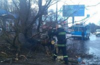 На 11-летнюю девочку в Виннице упало дерево 