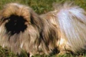 Ученые нашли гены, определяющие внешний вид шерсти собак
