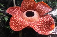 В Індонезії знайшли найбільшу квітку у світі