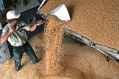 Квоты на экспорт зерна вводить не будут