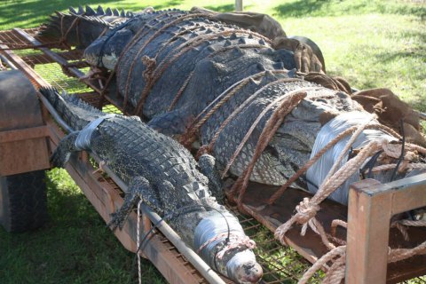 Австралийские рейнджеры поймали крупнейшего крокодила в истории региона