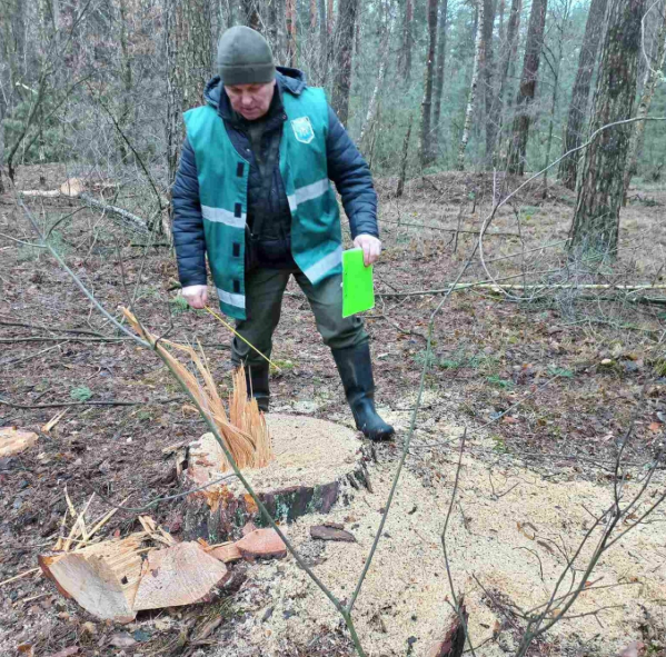 Чернігівщина, незаконна рубка