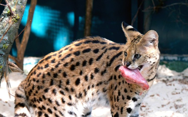 У КиївЗоо облаштували нову оселю для врятованих з Донеччини сервалів