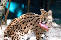 У КиївЗоо облаштували нову оселю для врятованих з Донеччини сервалів