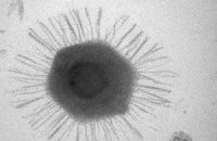 Биологи нашли самый большой из известных вирусов