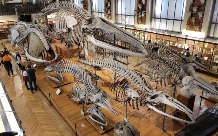 Китаянку звинуватили у крадіжці золотих самородків з музею природознавства у Парижі