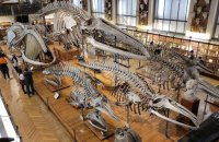 Китаянку звинуватили у крадіжці золотих самородків з музею природознавства у Парижі