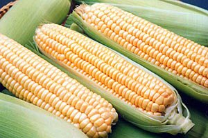 Кукурудза вперше стане основою врожаю зернових