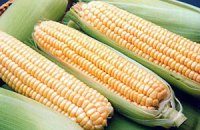 Кукуруза впервые станет основой урожая зерновых