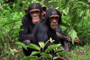 Ученые выявили зачатки культуры у шимпанзе