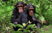 Ученые выявили зачатки культуры у шимпанзе