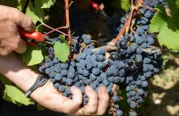 Франція вперше за 9 років поверне собі позицію найбільшого виробника вина у світі