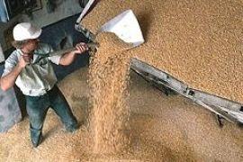 На внутреннем рынке Украины выросли цены на зерно