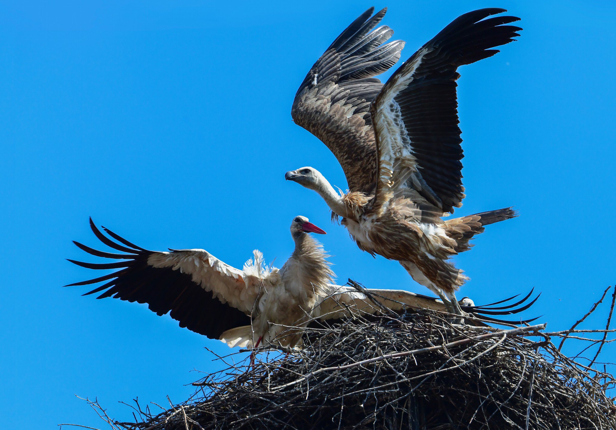 Сип білоголовий і лелека