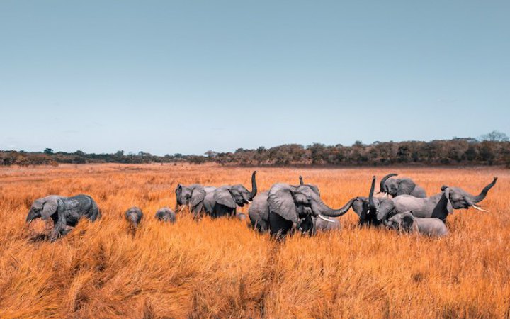У Малаві мешканці звинуватили природоохоронну організацію в тому, що перевезені нею слони спричинили загибель 10 людей