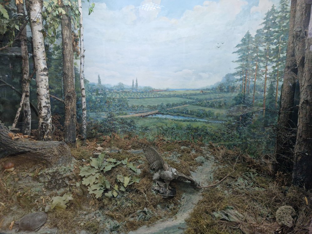 Діорама в Броварському краєзнавчому музеї