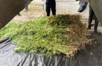 У Дніпрі поліція вилучила 1000 кущів коноплі на майже 9 млн грн