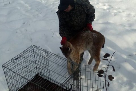 В Житомире на территории медцентра поймали раненую рысь