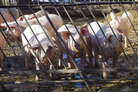 Россельхознадзор запретил импорт украинской свинины из-за риска африканской чумы