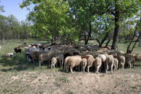 В Одесской области мужчина похитил стадо овец