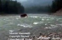 Британский таблоид опубликовал видеозапись прогулки "мамонта" по реке