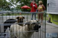 Харківських бездомних собак відправлять до Києва